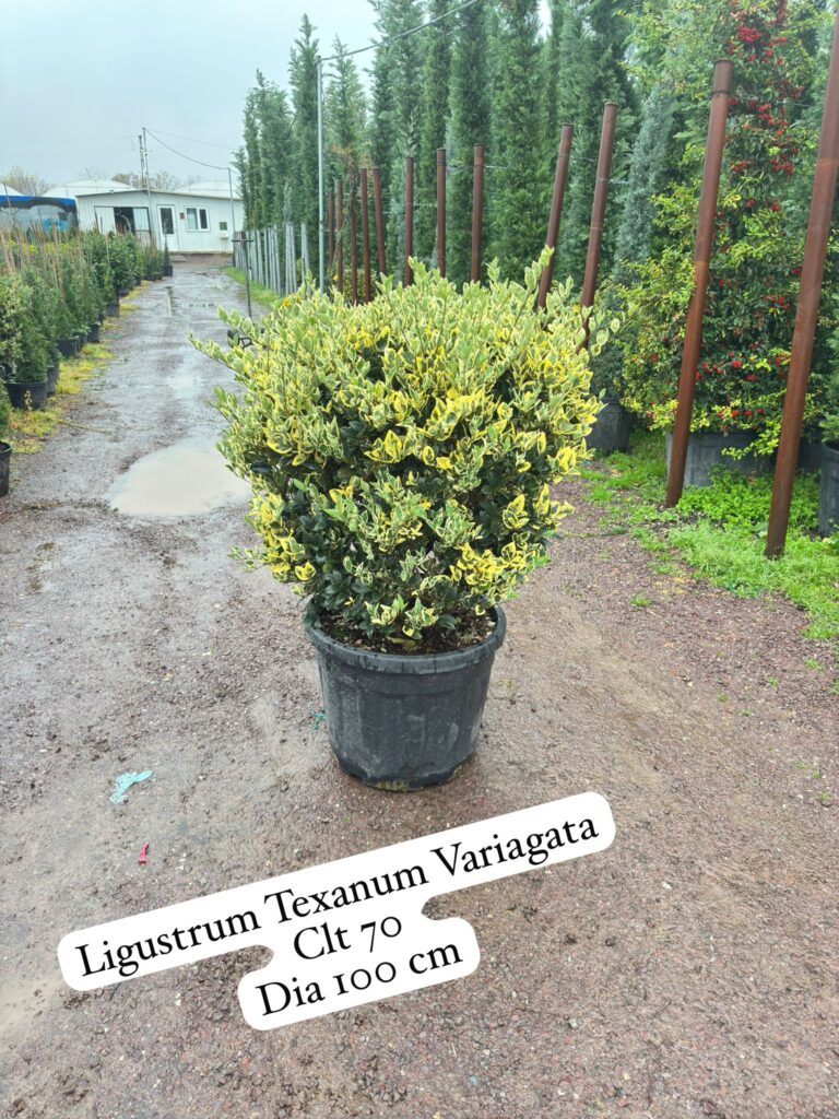 Ligustrum Texanum Variegata