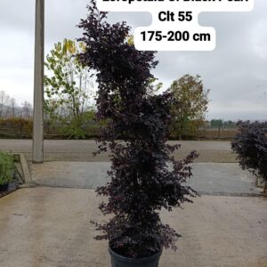 Loropetalum Chinensis Black Pearl