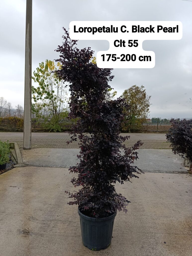 Loropetalum Chinensis Black Pearl