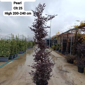 Loropetalum Chinensis Black Pearl