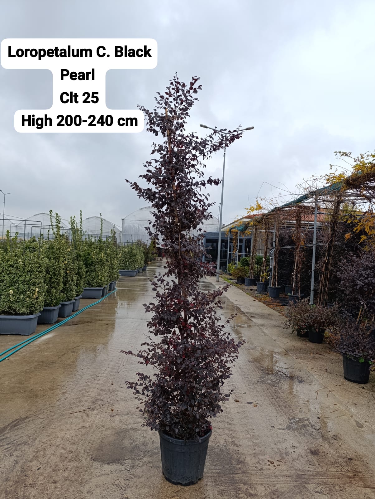 Loropetalum Chinensis Black Pearl
