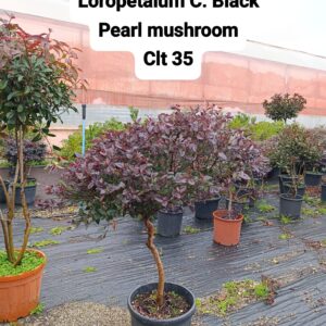 Loropetalum Chinensis Black Pearl Mushroom