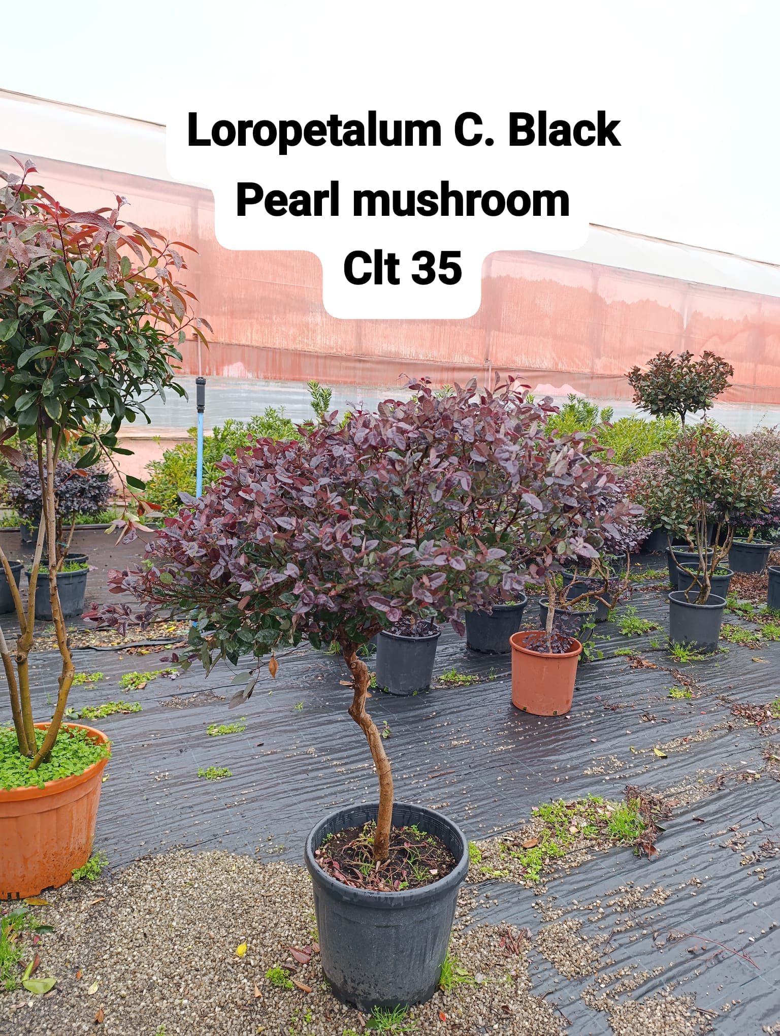 Loropetalum Chinensis Black Pearl Mushroom