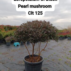 Loropetalum Chinensis Black Pearl Mushroom