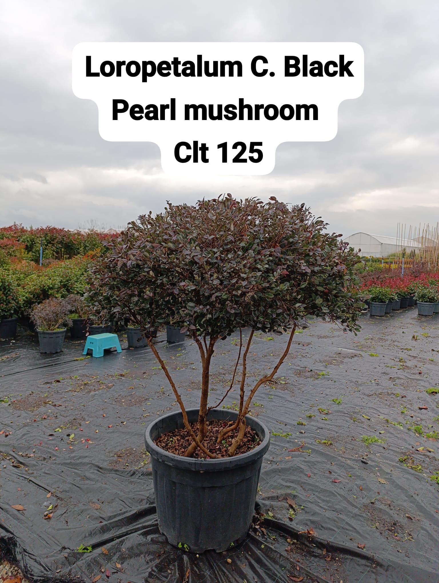 Loropetalum Chinensis Black Pearl Mushroom