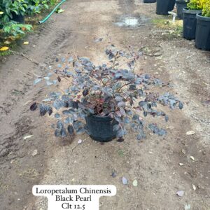 Loropetalum Chinensis Black Pearl