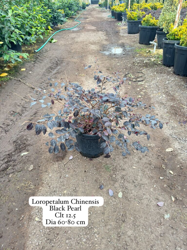 Loropetalum Chinensis Black Pearl