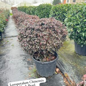 Loropetalum Chinensis Black Pearl
