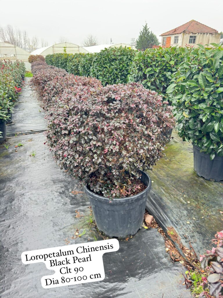 Loropetalum Chinensis Black Pearl