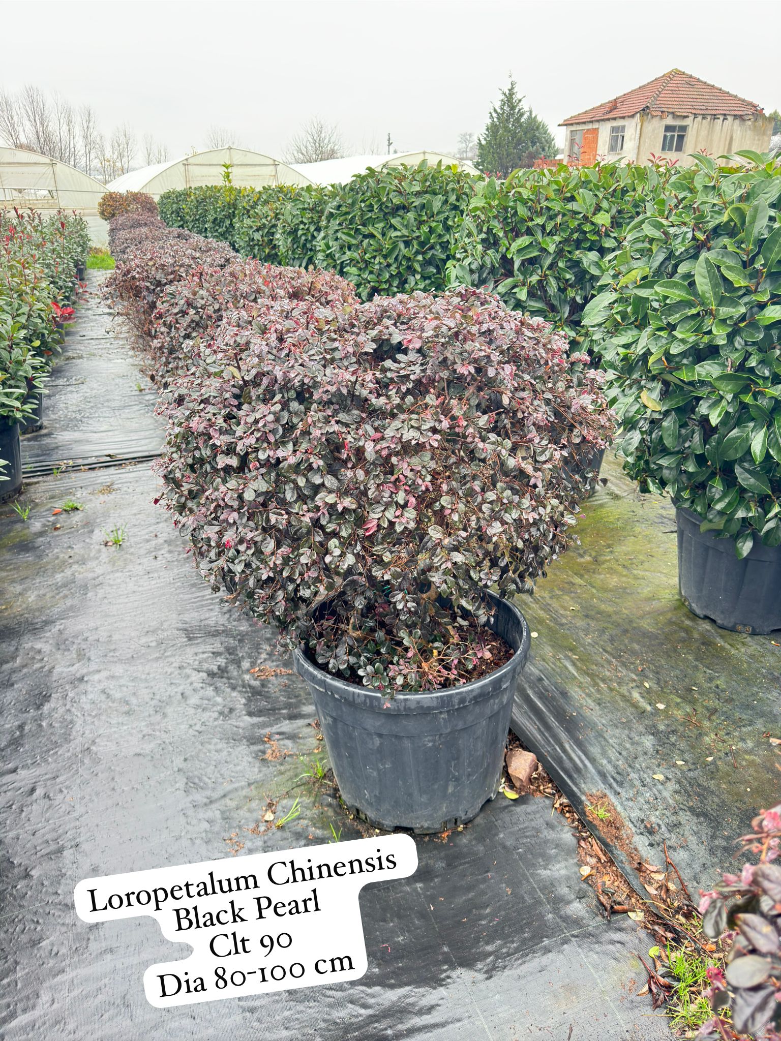 Loropetalum Chinensis Black Pearl