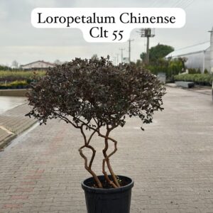 Loropetalum Chinensis Black Pearl