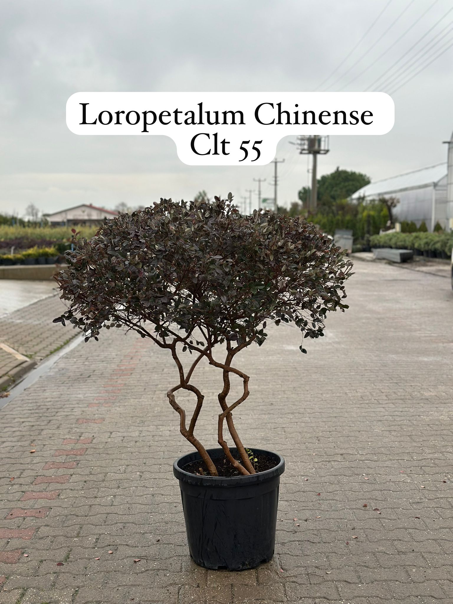 Loropetalum Chinensis Black Pearl