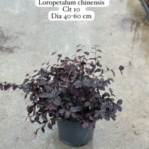 Loropetalum Chinensis Black Pearl
