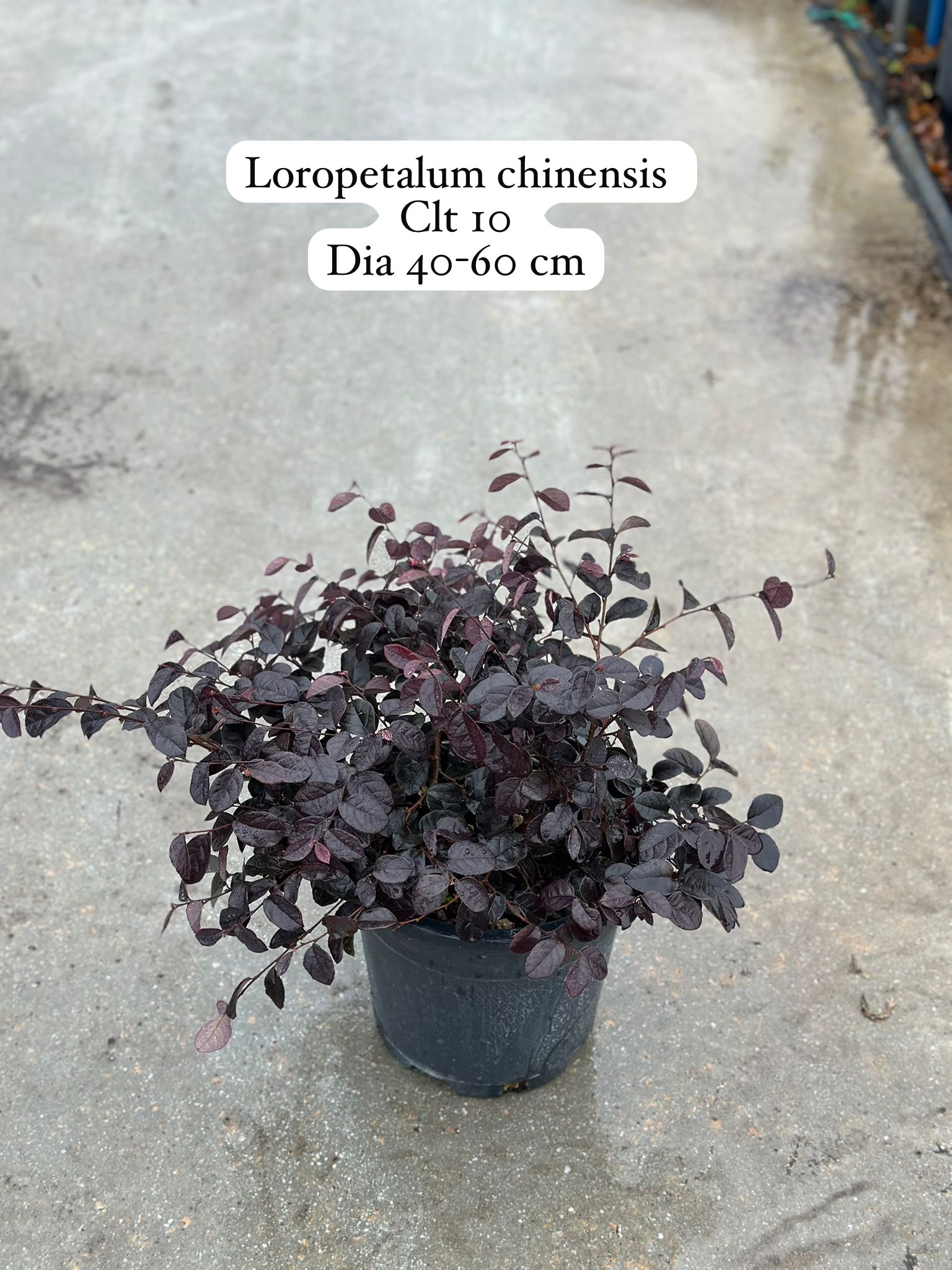 Loropetalum Chinensis Black Pearl