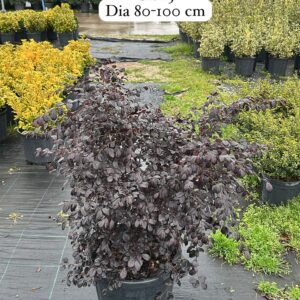 Loropetalum Chinensis Black Pearl