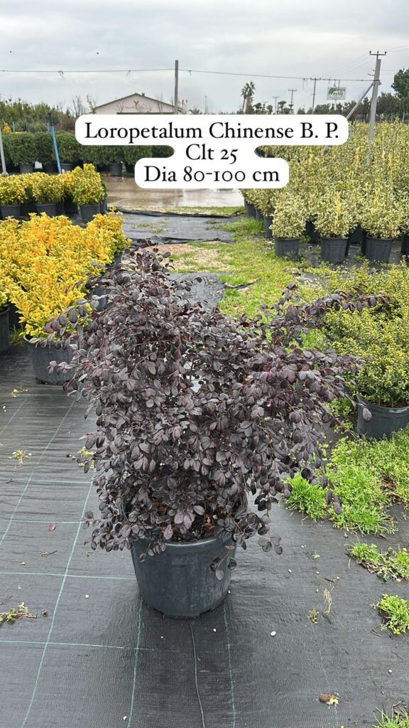 Loropetalum Chinensis Black Pearl