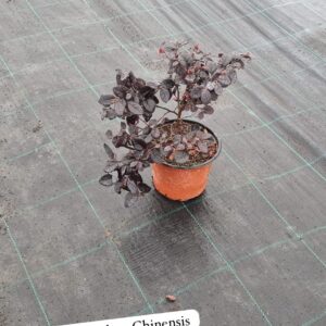 Loropetalum Chinensis Black Pearl