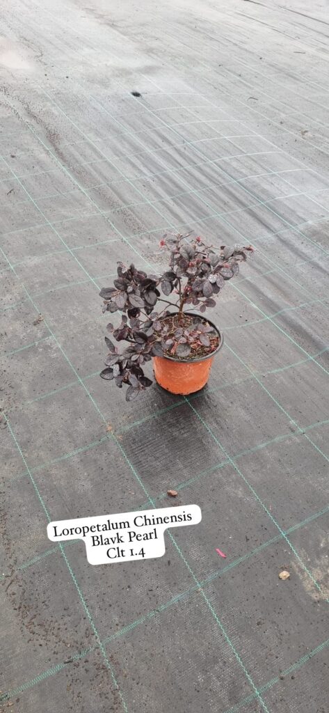 Loropetalum Chinensis Black Pearl