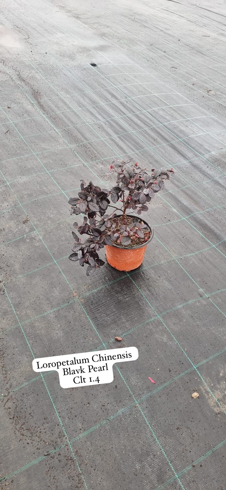 Loropetalum Chinensis Black Pearl