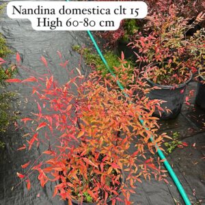 Nandina Domestica