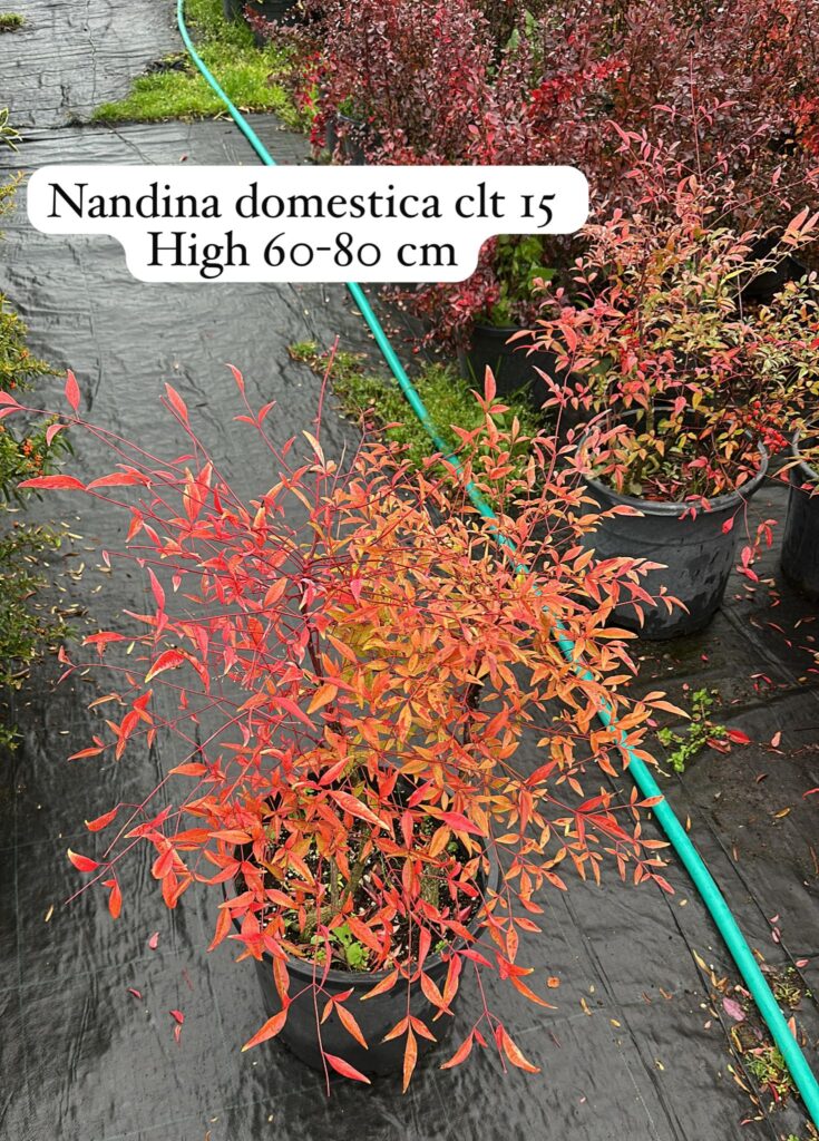 Nandina Domestica