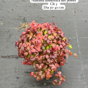 Nandina Domestica Fire Power