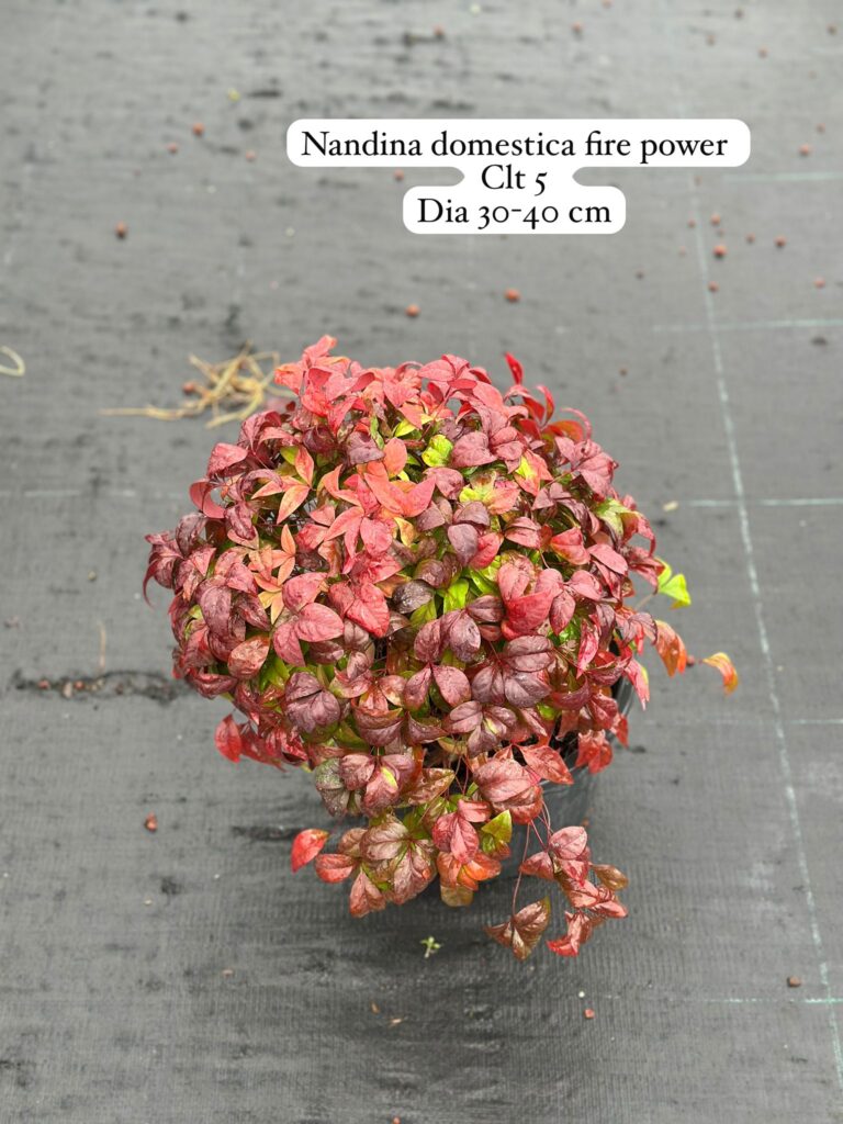 Nandina Domestica Fire Power
