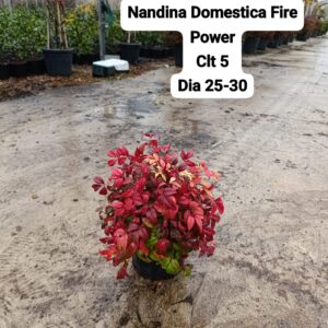 Nandina Domestica Fire Power