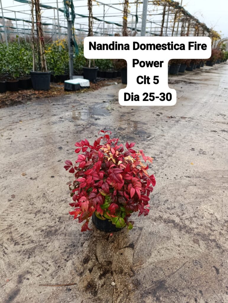 Nandina Domestica Fire Power