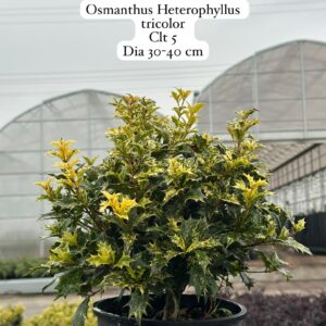Osmanthus Heterophyllus Tricolor