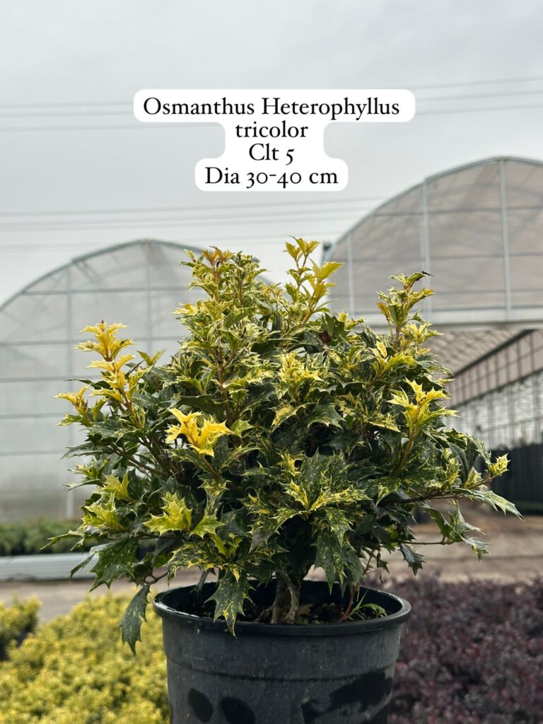Osmanthus Heterophyllus Tricolor