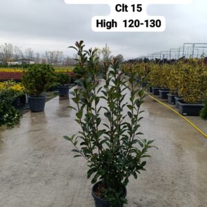 Photinia Fraseri Compacta