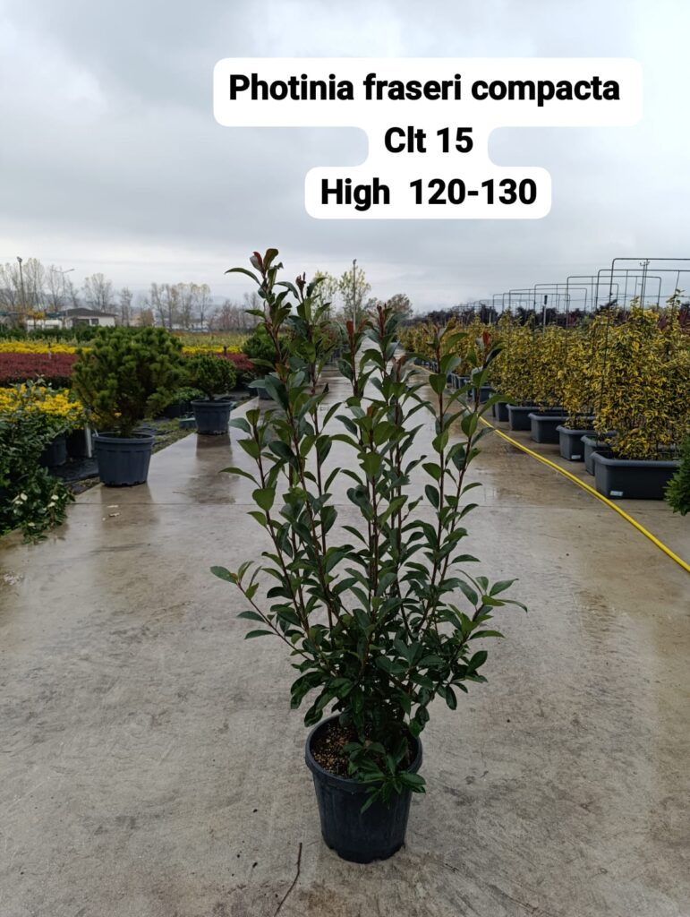 Photinia Fraseri Compacta