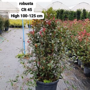 Photinia Fraseri Compacta Robusta