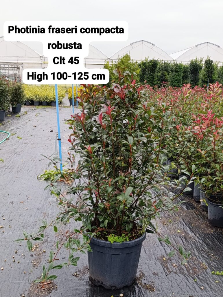 Photinia Fraseri Compacta Robusta