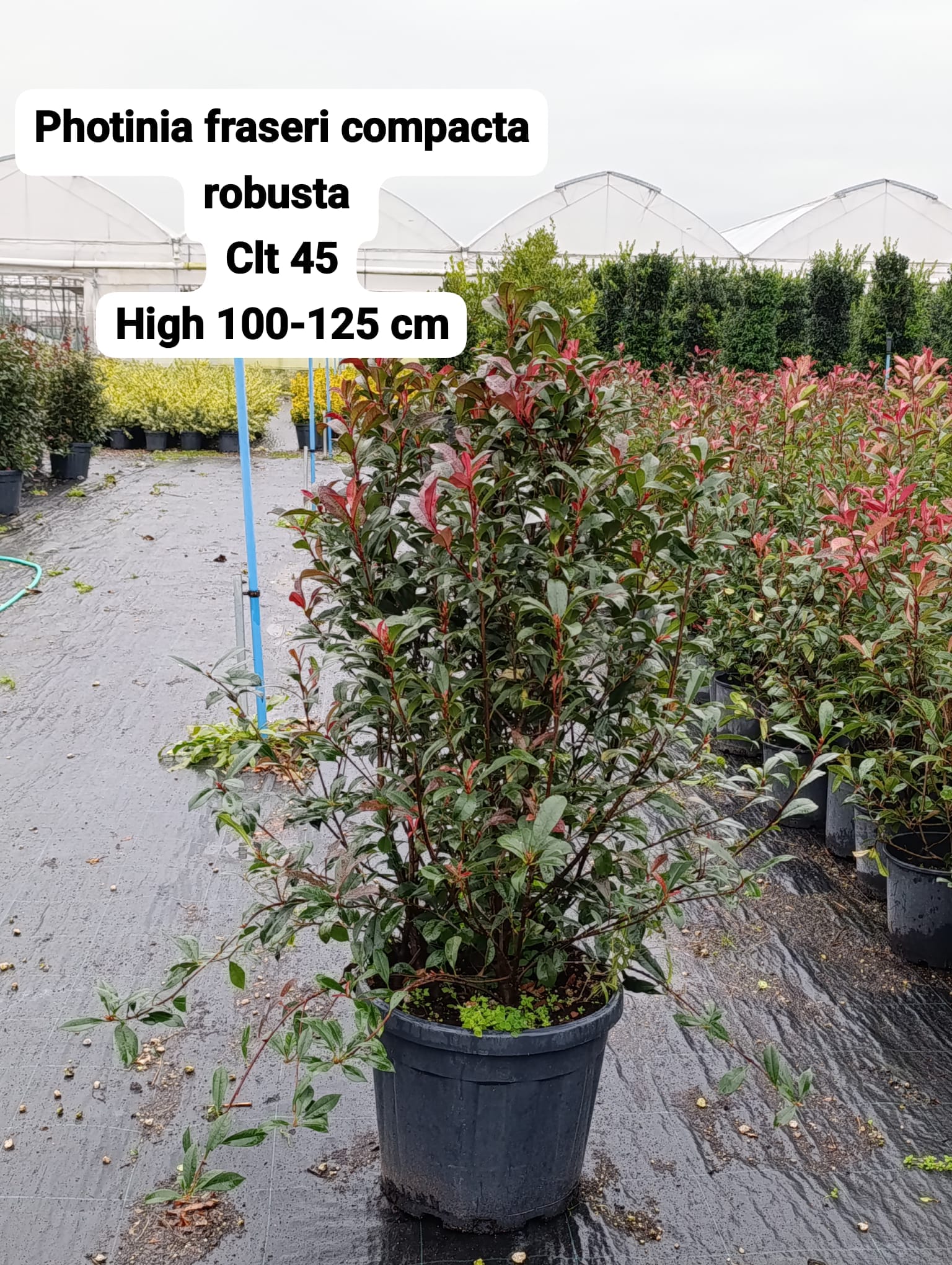 Photinia Fraseri Compacta Robusta