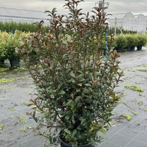 Photinia Fraseri Compacta Robusta