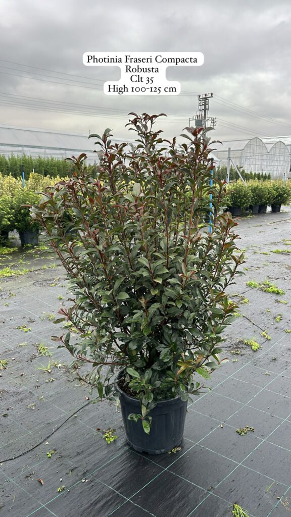 Photinia Fraseri Compacta Robusta