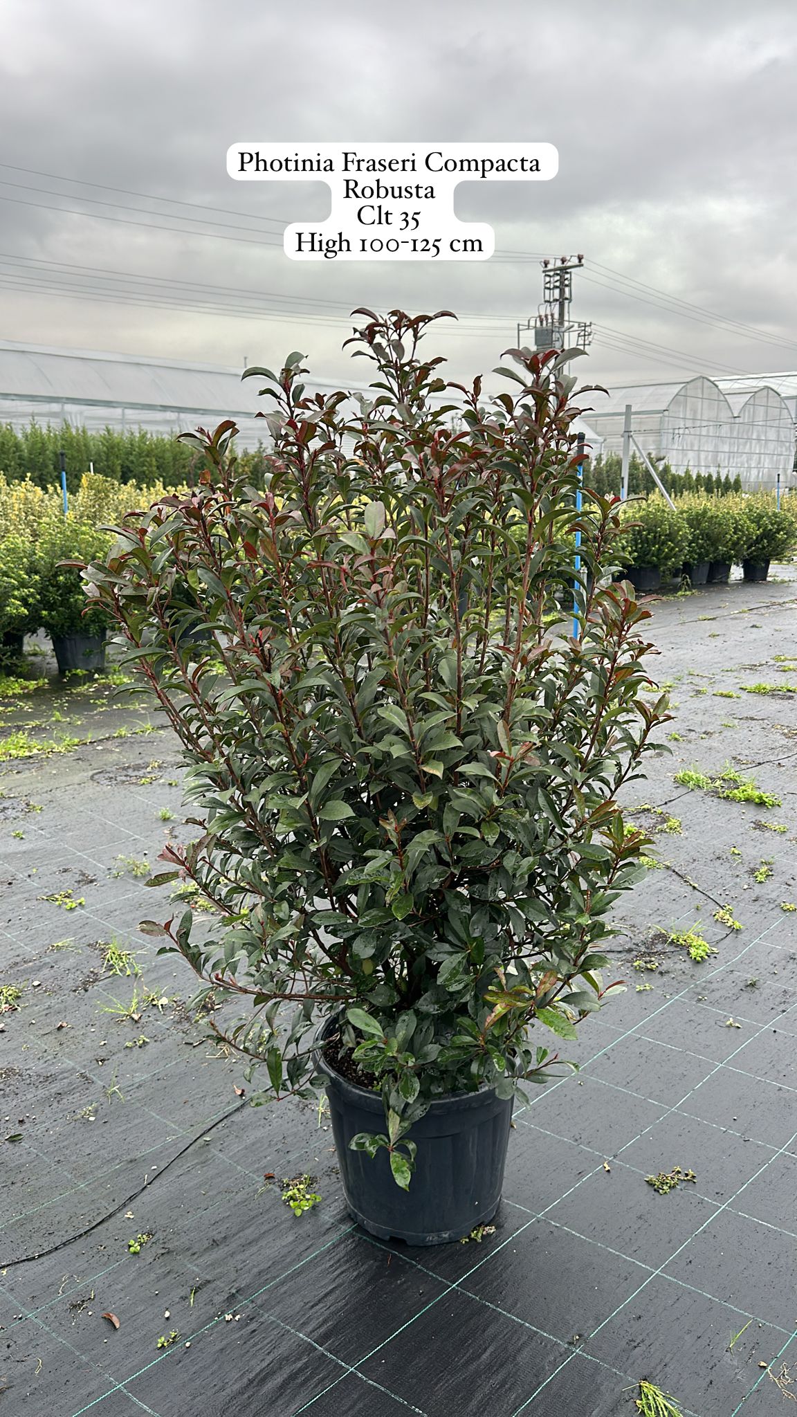 Photinia Fraseri Compacta Robusta