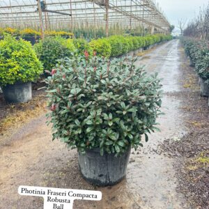 Photinia Fraseri Compacta Robusta Ball