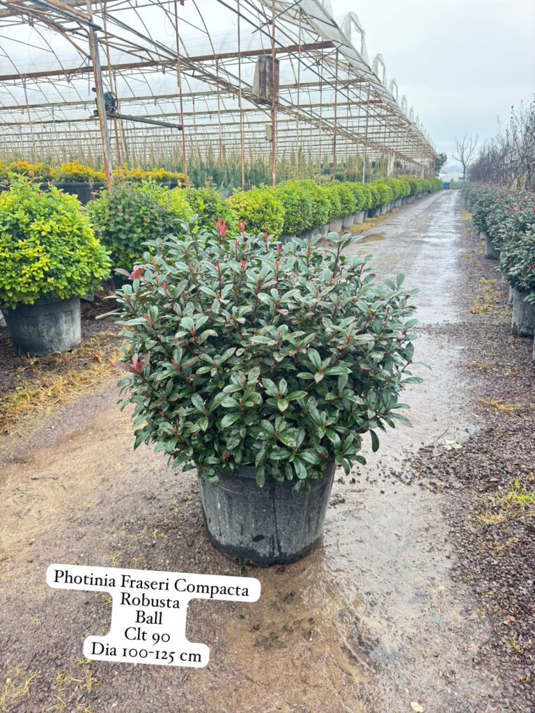 Photinia Fraseri Compacta Robusta Ball