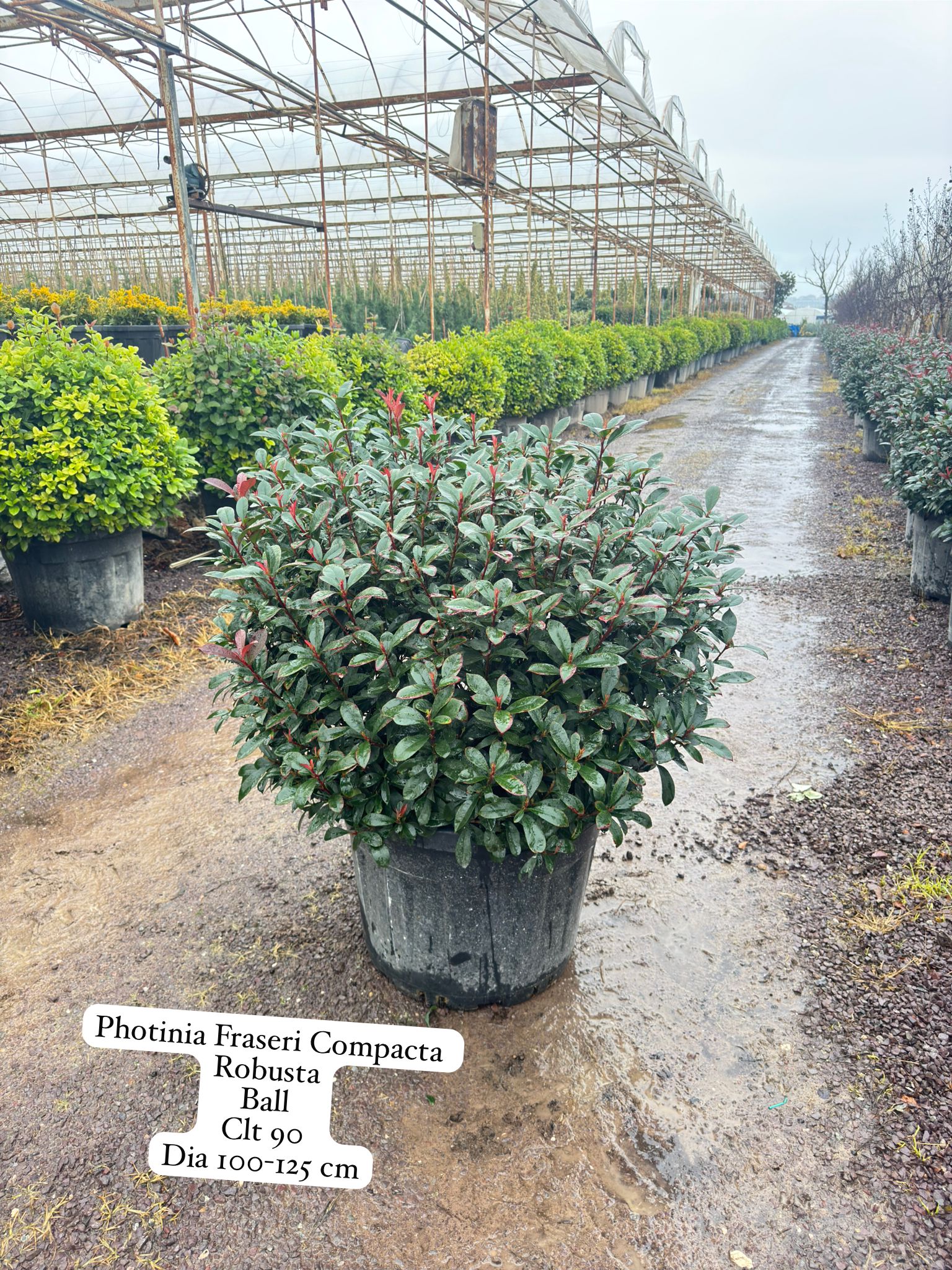 Photinia Fraseri Compacta Robusta Ball