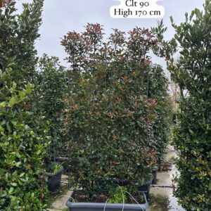 Photinia Fraseri Compacta Robusta Wall