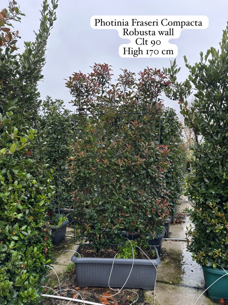 Photinia Fraseri Compacta Robusta Wall