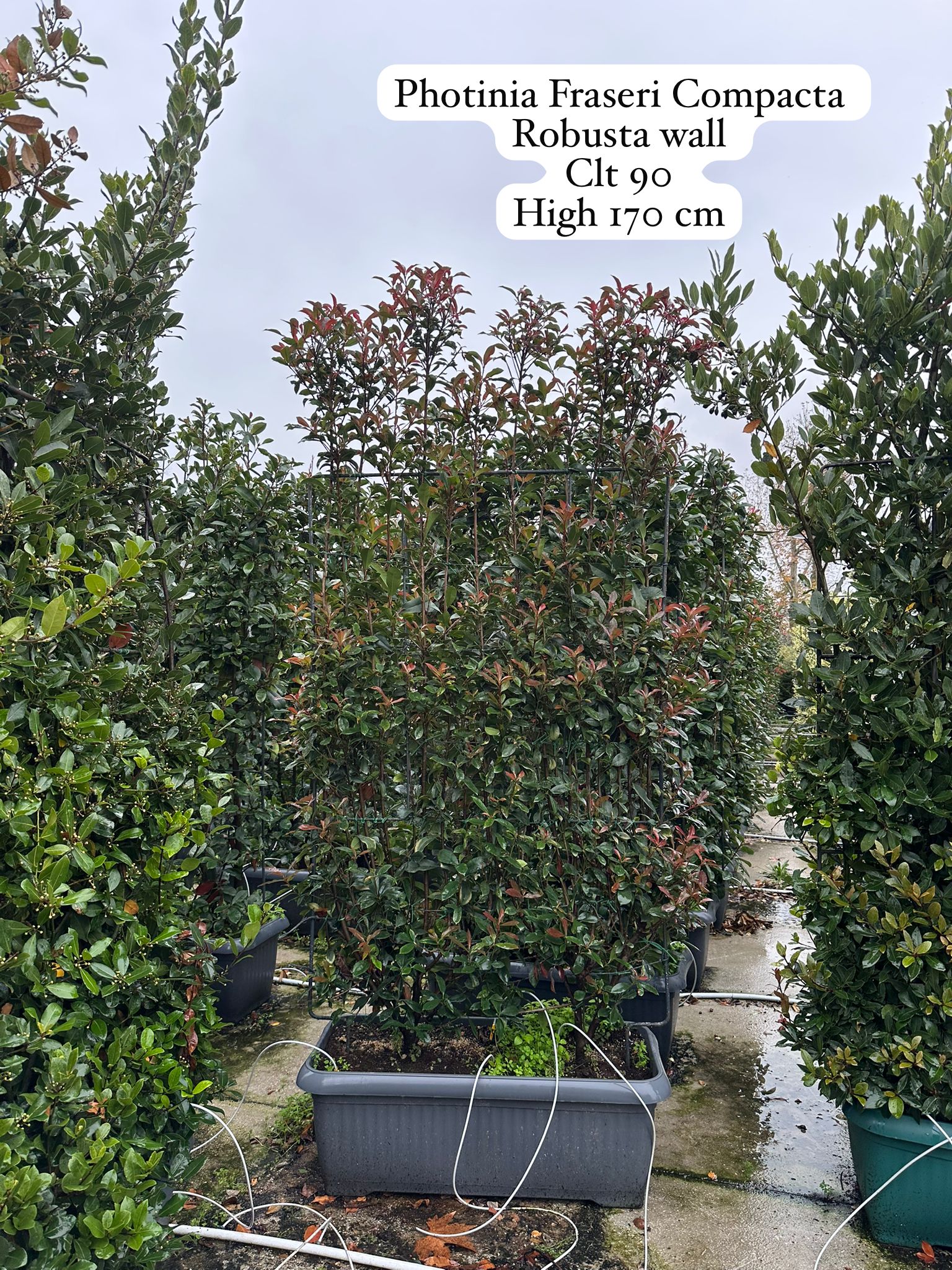 Photinia Fraseri Compacta Robusta Wall