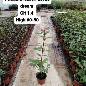 Photinia Fraseri Devils Dream
