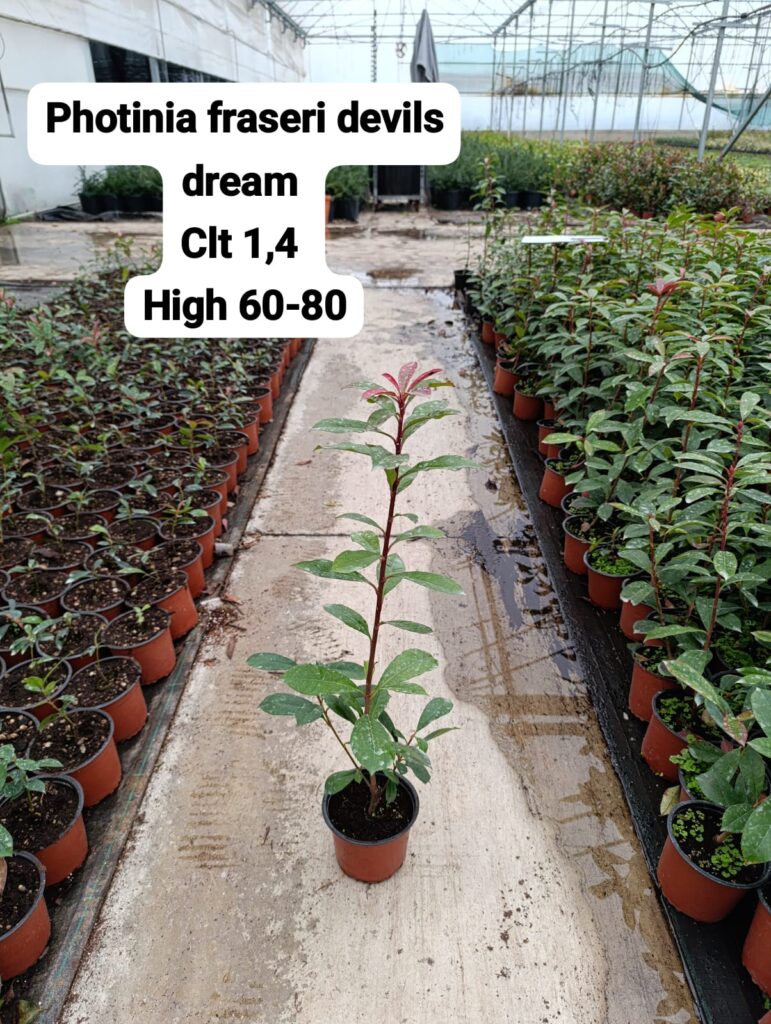 Photinia Fraseri Devils Dream