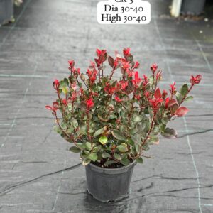 Photinia Fraseri Little Red Robin