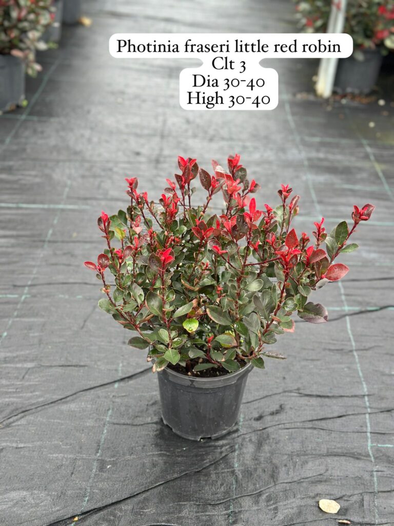 Photinia Fraseri Little Red Robin