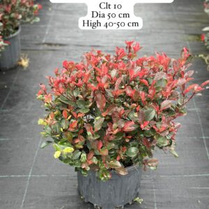 Photinia Fraseri Little Red Robin